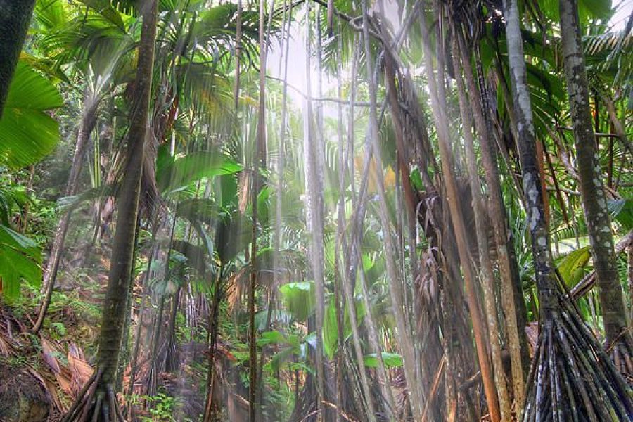 VALLEE DE MAI TOUR  (ex Praslin