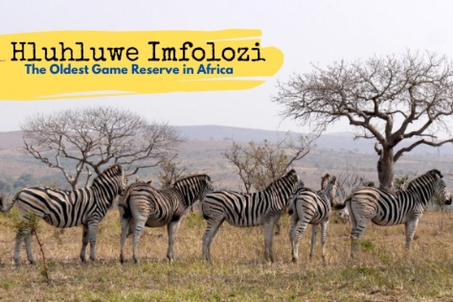 HLUHLUWE – IMFOLOZI PARK TOUR