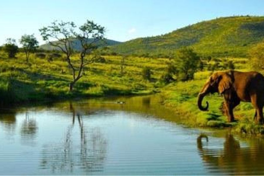 GAME DRIVE IN THE PILANESBERG NATIONAL PARK