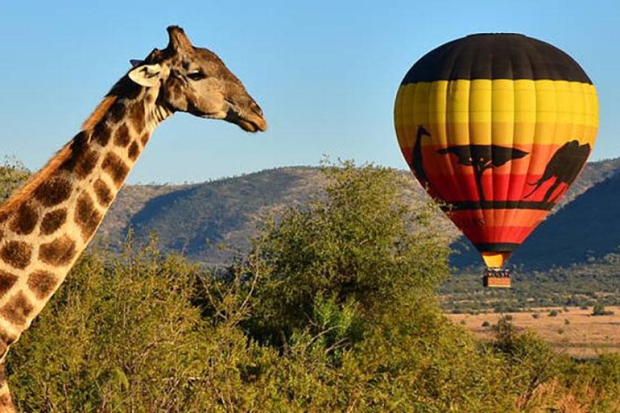 SUN CITY AND PILANESBERG NATIONAL PARK TOUR