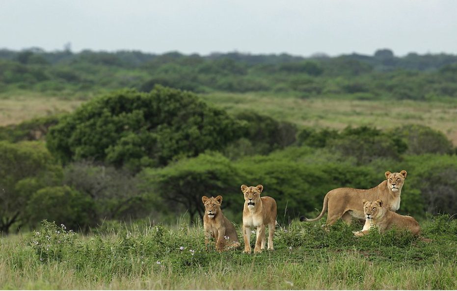 PHINDA PRIVATE GAME RESERVE