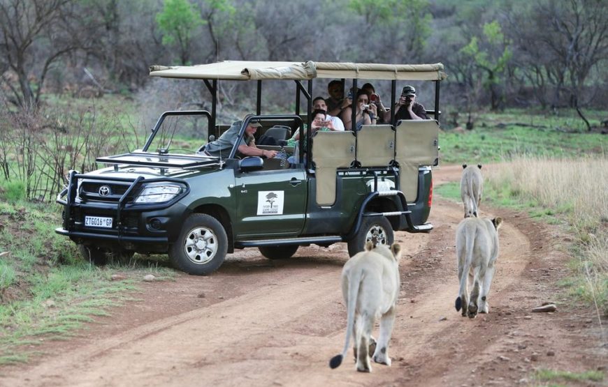 IVORY TREE LODGE PILANESBURG