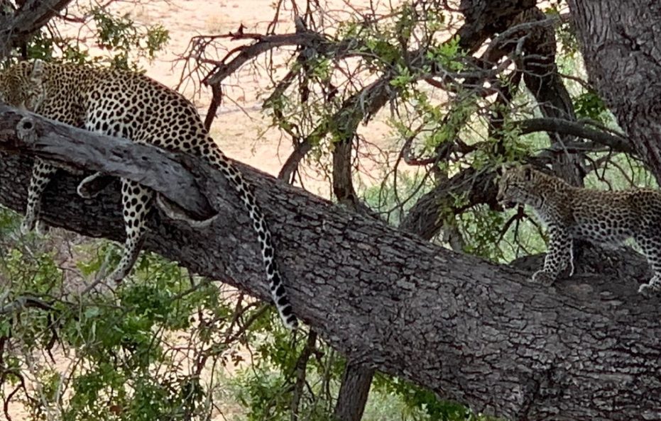 ROCKFIG LODGE – TIMBAVATI