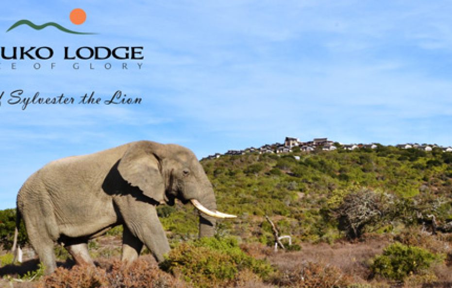 KUZUKO LODGE