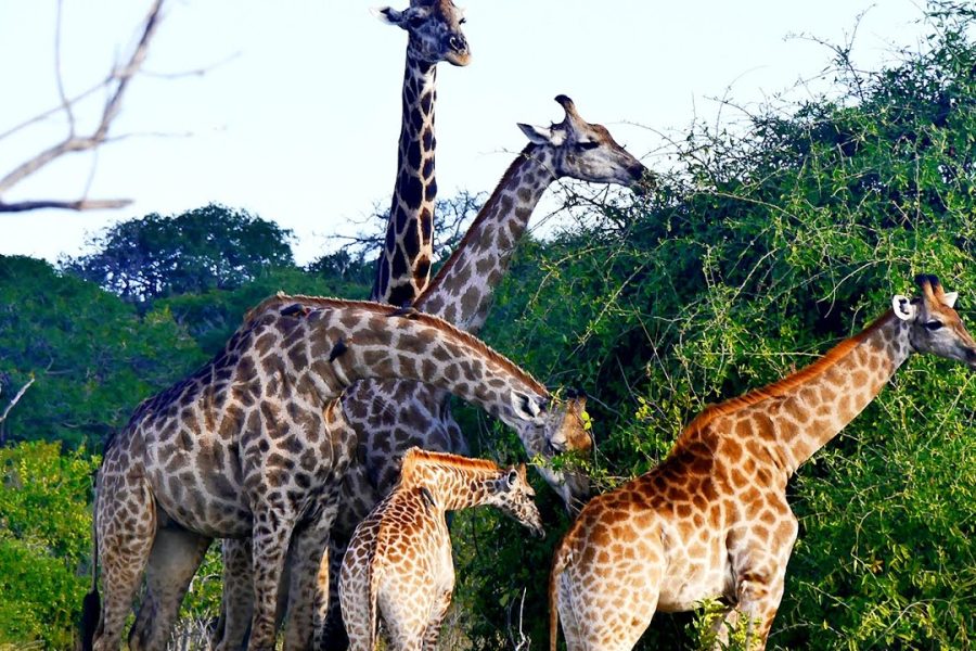 FULL DAY CHOBE DAY TRIP